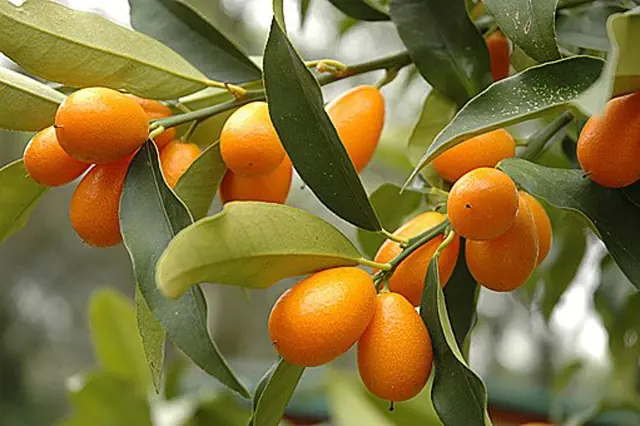 Kumquat fruits on tree