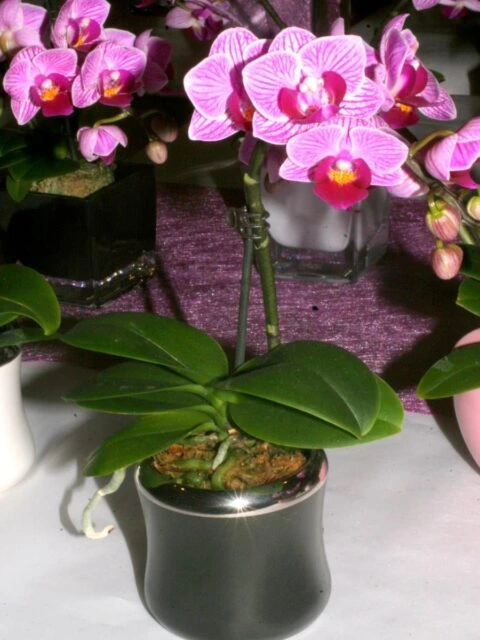Fialová orchidej phalaenopsis v květináči na stole.