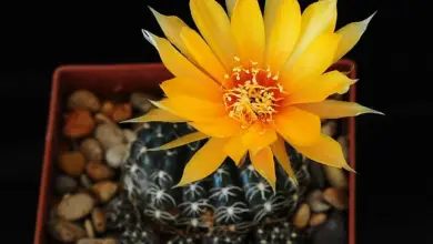 Žlutý kvetoucí kaktus echinopsis v hrnci s kamínky.