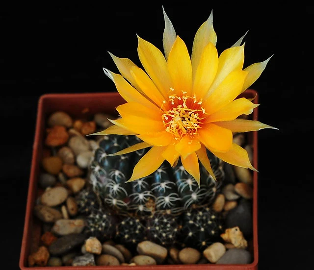 Žlutý kvetoucí kaktus echinopsis v hrnci s kamínky.