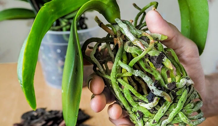 Ruce drží mini orchidej s kořeny listy pro domácí pěstování
