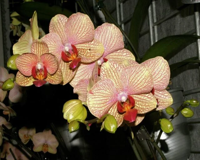 Růžové mini orchideje s květy a pupeny pro domácí pěstování.