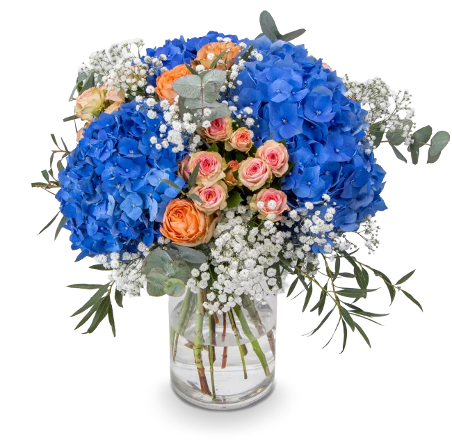 Modrá hortenzie v skleněné váze s vodou pro oživení zmrzlé rostliny.
