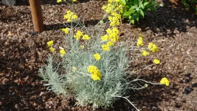 Helichrysum s žlutými květy a stříbrnými listy v zahradním záhonu.