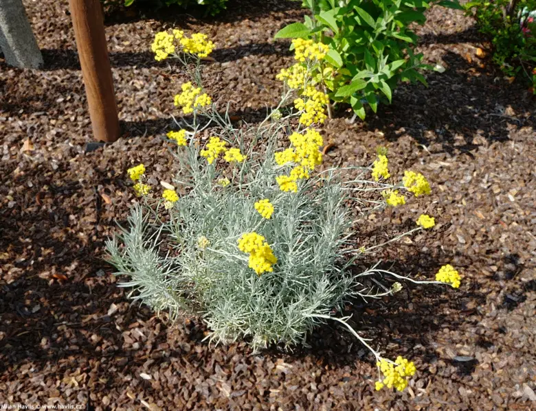 Helichrysum s žlutými květy a stříbrnými listy v zahradním záhonu.