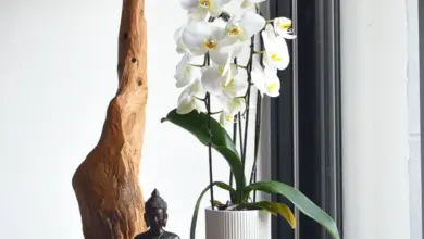 Bílé orchideje v květináči na polici u okna.