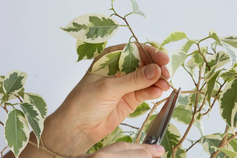 Ruka řezá větev ficus benjaminy zahradnickými nůžkami.