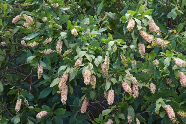 Hydrangea keř s květy vhodný pro vlhké půdy.