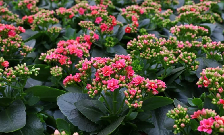 Kalanchoe s hojnými růžovými květy a zeleným listím.