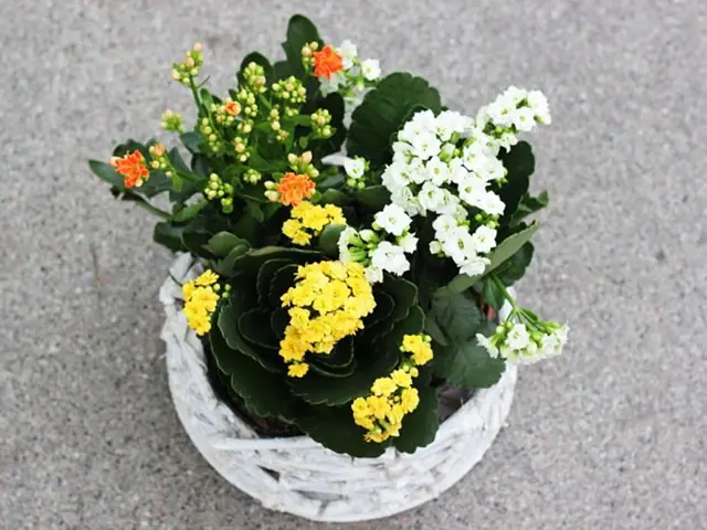 Kalanchoe s barevnými květy v bílém košíku na šedé podložce.