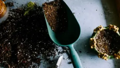 Zelená lžička s půdou, nůžky a malé květináčové rostliny.