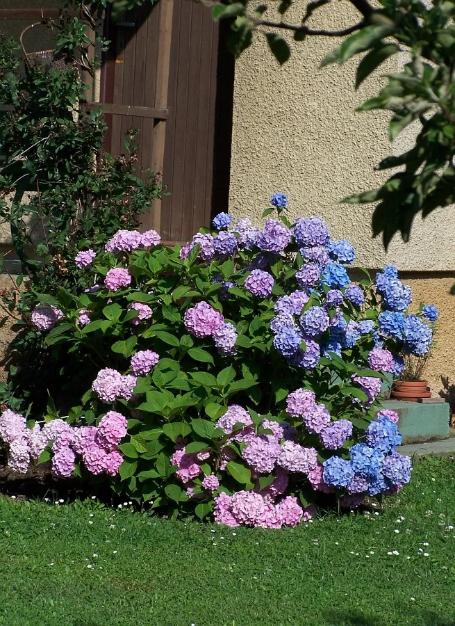 Hortenzie s růžovými a modrými květy v zahradním prostředí.