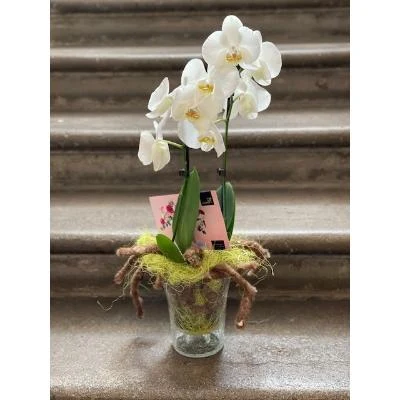 Bílá orchidej v skleněné váze s viditelnými kořeny na kamenné ploše.