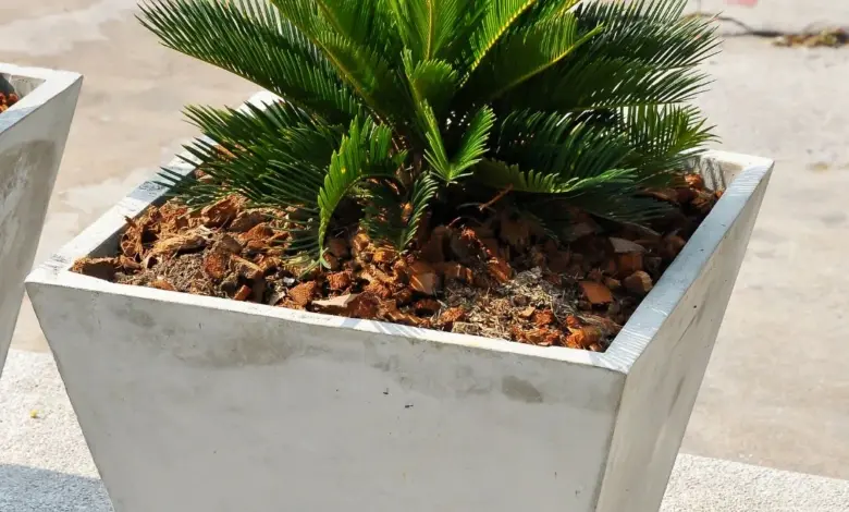 Cykas v květináči na venkovní ploše.