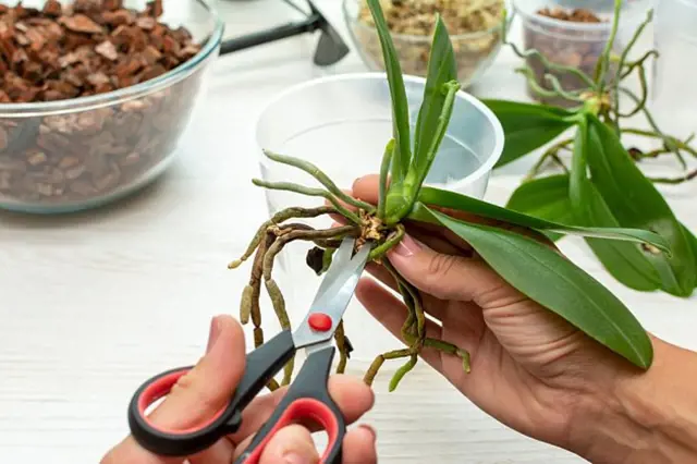 Ruční stříhání vzdušných kořenů orchideje zahradnickými nůžkami.