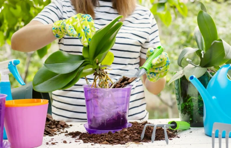 Osoba přemísťuje malou orchidej do nového květináče s nástroji.