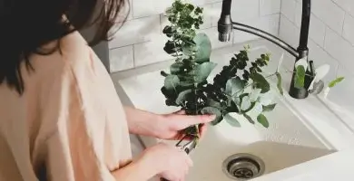 Žena umývá větve eukalyptu pod kohoutem v dřezu.
