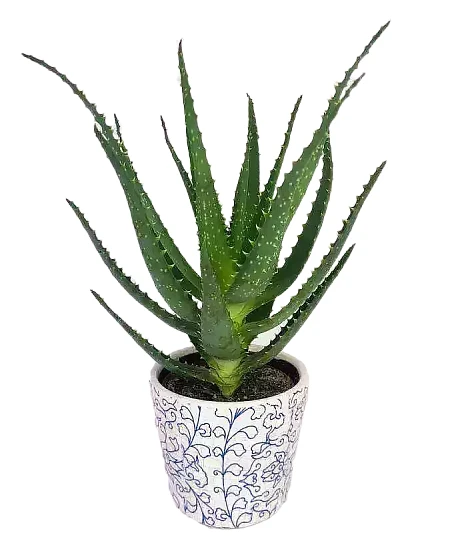 Kaktusová rostlina Aloe Vera v květináči na bílém pozadí.