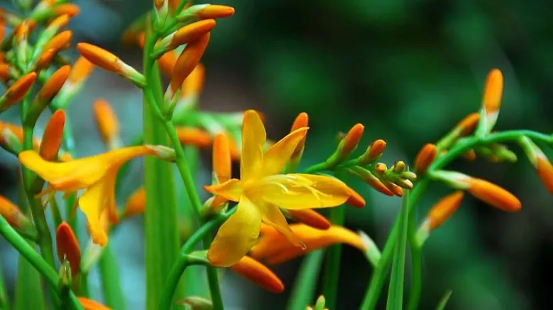 Jasně oranžové květy crocosmie na zelených stoncích.