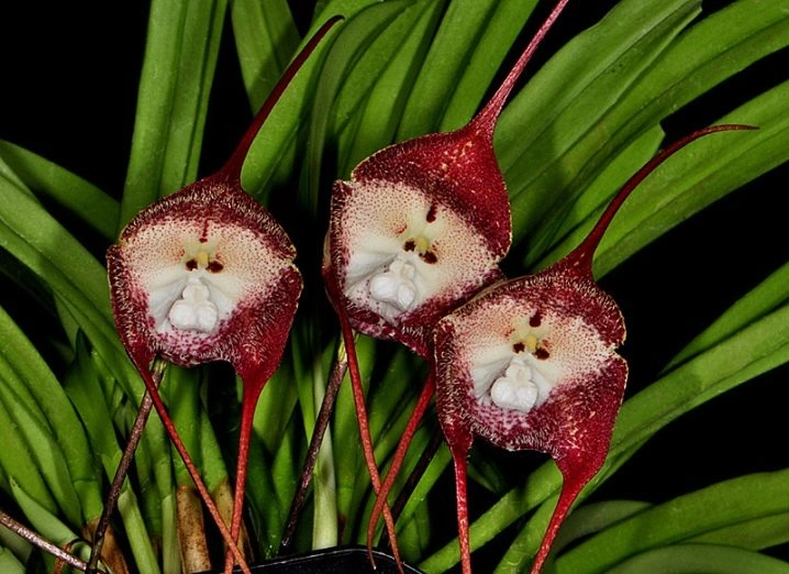 Tři červené květy orchideje drakula mezi zelenými listy.