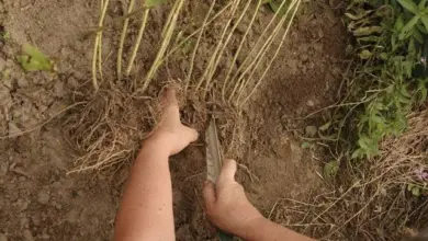 Rozdělení kořenů floxu nožem pro množení rostliny.