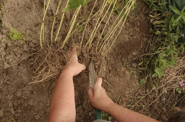 Rozdělení kořenů floxu nožem pro množení rostliny.