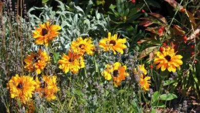 Žluté květy rudbeckie rostoucí v zahradním záhonu s listím.