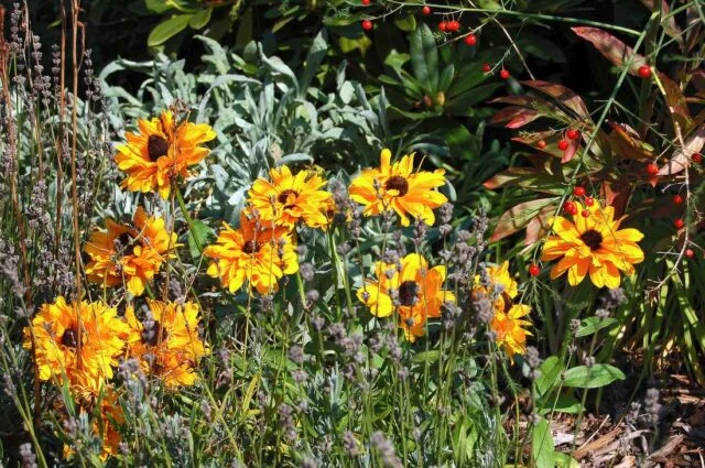 Žluté květy rudbeckie rostoucí v zahradním záhonu s listím.