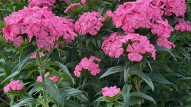 Růžové květy Dianthus rostoucí v zahradním záhonu.