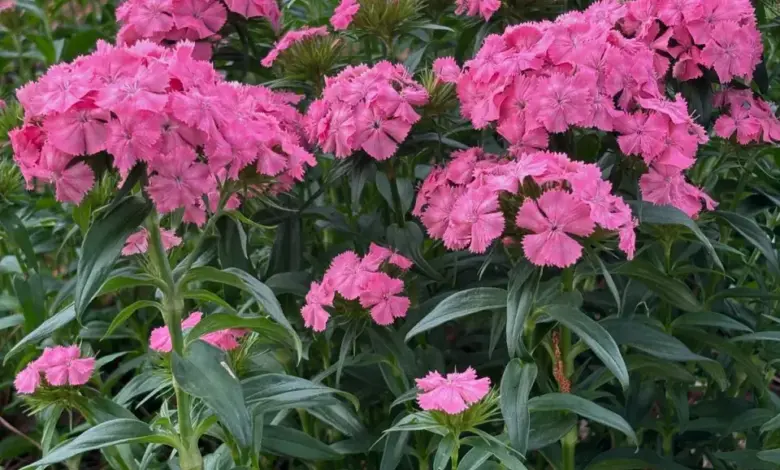 Růžové květy Dianthus rostoucí v zahradním záhonu.