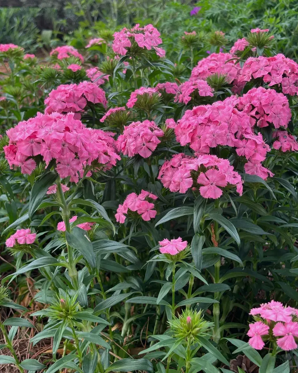 Růžové květy Dianthus rostoucí v zahradním záhonu.