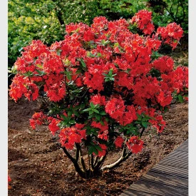 Červený rododendron v plném květu na zahradním pozadí.