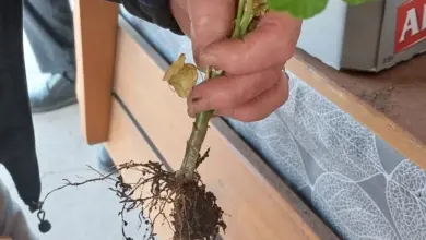 Stříhání kořenů muškátu před zimováním pro lepší růst.
