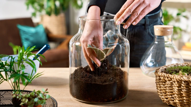 Ruce zasazují rostlinu do půdy v skleněné lahvi pro florarium.