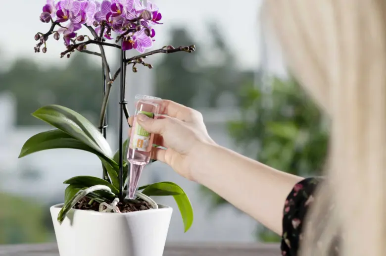 Osoba podává vodu s hnojivem kvetoucímu orchideji doma.