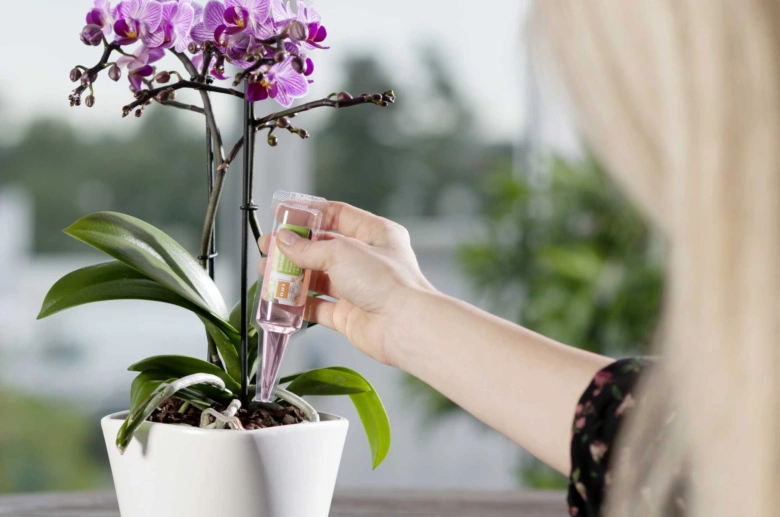 Ruka hnojí kvetoucí fialovou orchidej tekutým hnojivem doma.