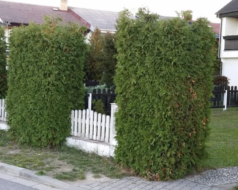 Dvě vysoké thuje v řezu vedle bílé plotu na trávníku.