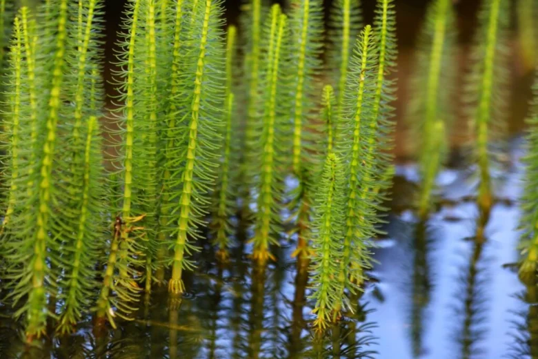 Aquatic plants in water