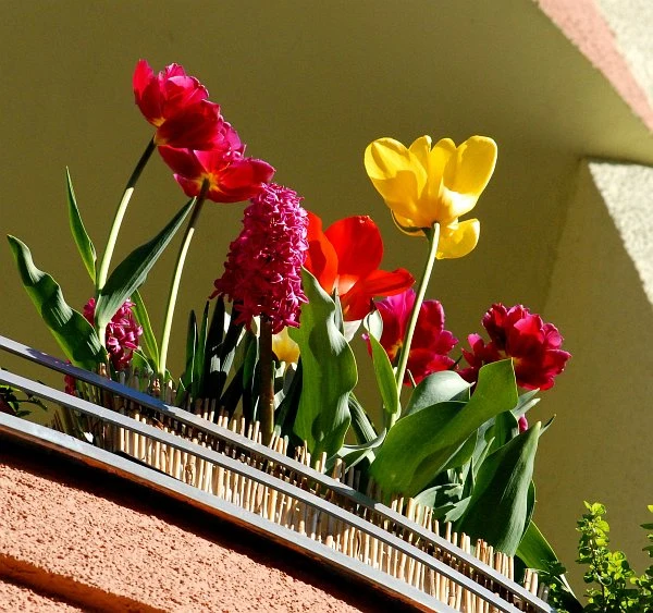 Tulipány v květináči na balkóně s jinými jarními rostlinami.