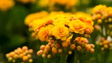 Žluté květy kalanchoe v plném rozkvětu s zelenými pupeny.