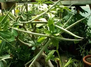 Adenium v hrnci s dlouhými plody a listy.