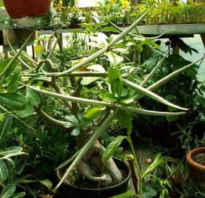 Adenium v hrnci s dlouhými plody a listy.