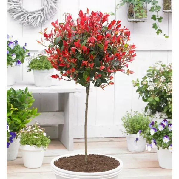 Fotografie červenolistého stromu Photinia v květináči na pozadí zahradních rostlin.