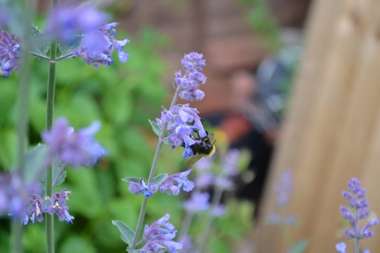 Bee on purple flowers