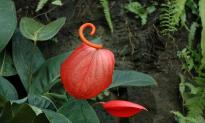 Červená květina Anthurium s zelenými listy v zahradě.