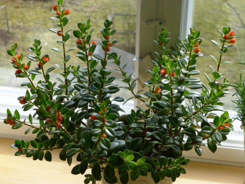 Portulacaria afra s malými zelenými listy a oranžovými květy u okna.