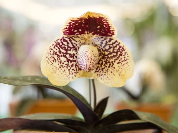 Barevná orchidej z rodu Paphiopedilum s tmavými skvrnami.
