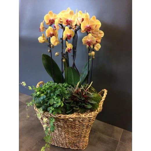 Orchidee v košíku s opadávajícími květy na tmavém pozadí.