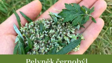 Ruka drží čerstvé květy pelynku černobylu na pozadí trávy.