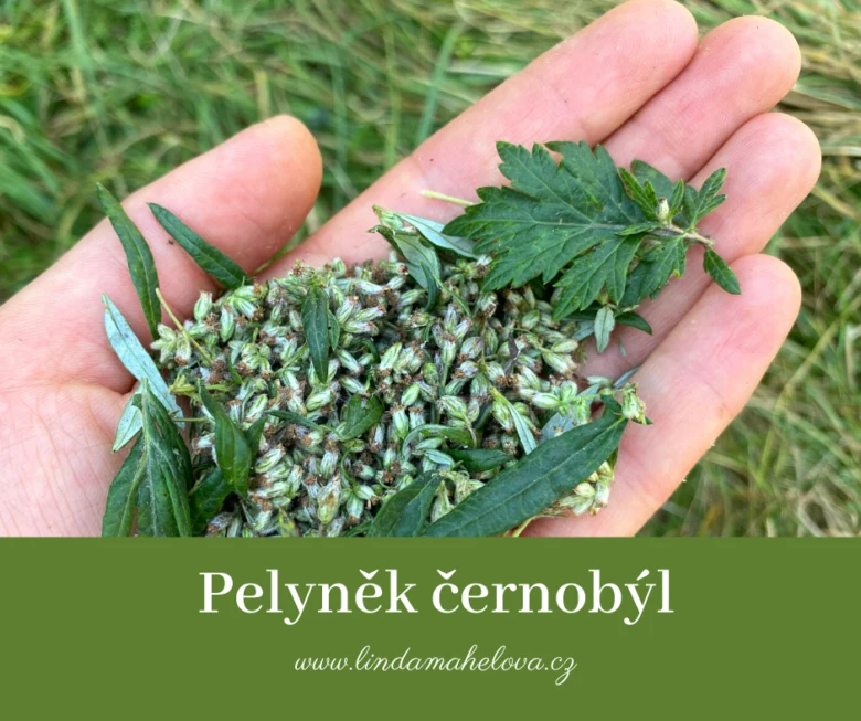 Ruka drží čerstvé květy pelynku černobylu na pozadí trávy.